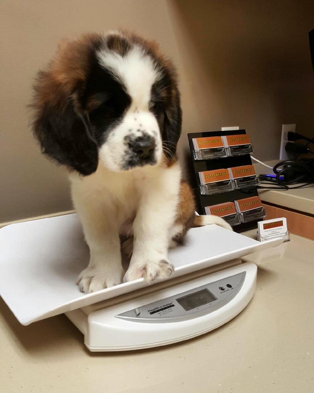 Read more about the article Buy St.bernard Puppies Near Me