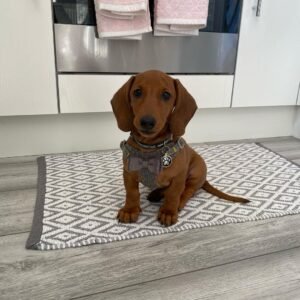 DOUGIE / FEMALE