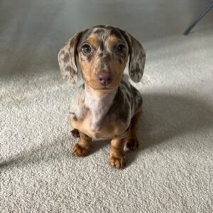 KAYLA / MALE