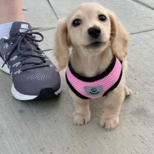 LUNA / FEMALE